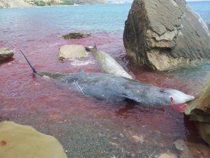 Φάλαινες - Ζιφιοί και όχι δελφίνια εκβράστηκαν στις ακτές της Κρήτης (βίντεο)